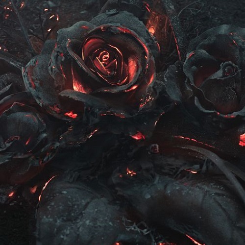 عکس گل رز در آتش 