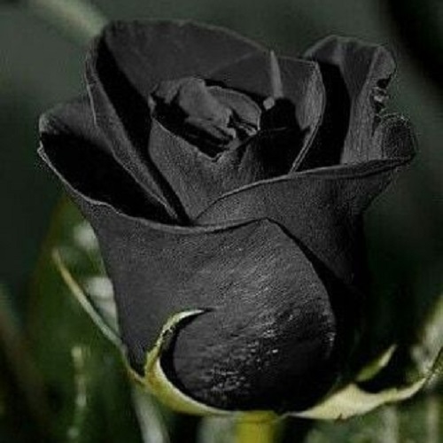 عکس پروفایل گل رز سیاه