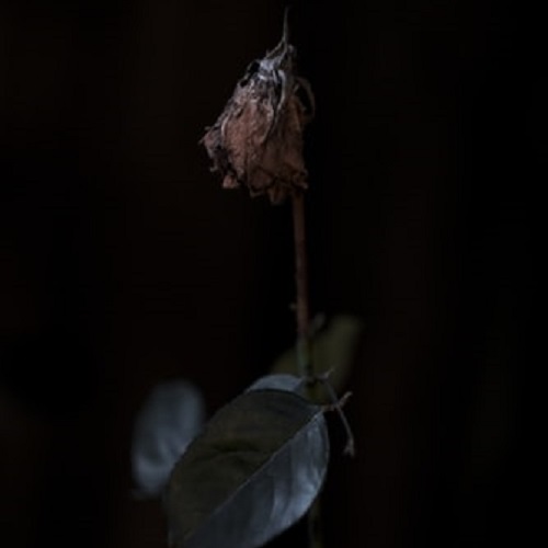 عکس گل پژمرده سیاه