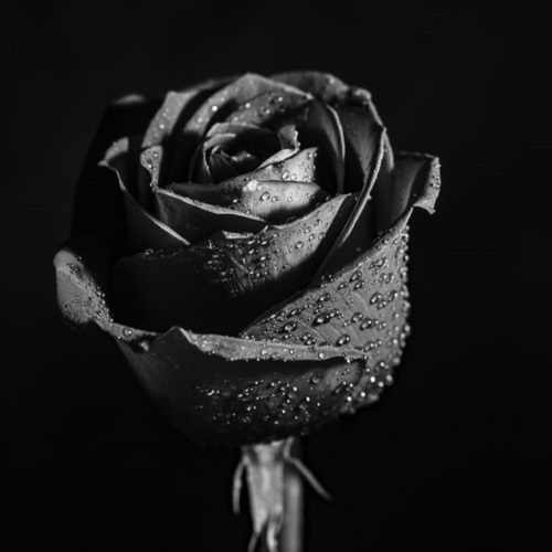 عکس پروفایل گل سیاه
