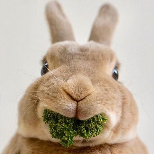 عکس خرگوش در حال خوردن سبزی