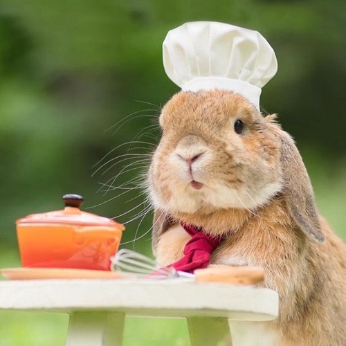 عکس فانتزی خرگوش آشپز