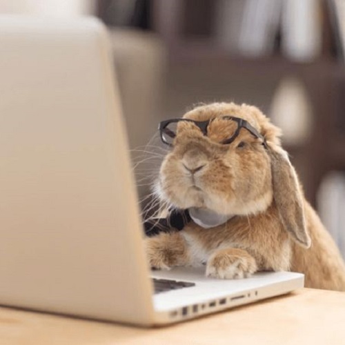 عکس فانتزی خرگوش پشت لپ تاپ