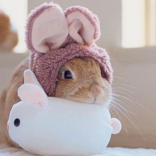 عکس فانتزی خرگوش با کلاه