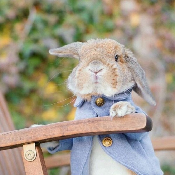عکس فانتزی خرگوش ها