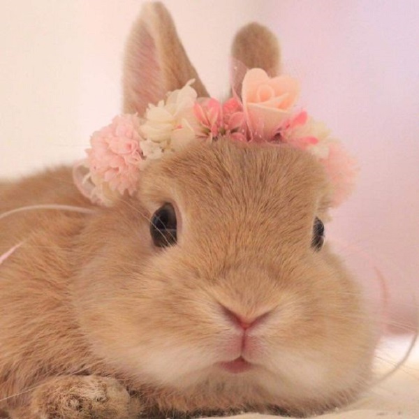 عکس فانتزی خرگوش با تاج گل