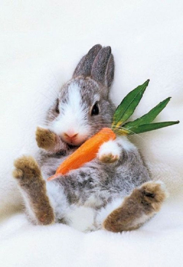 عکس فانتزی خرگوش و هویچ