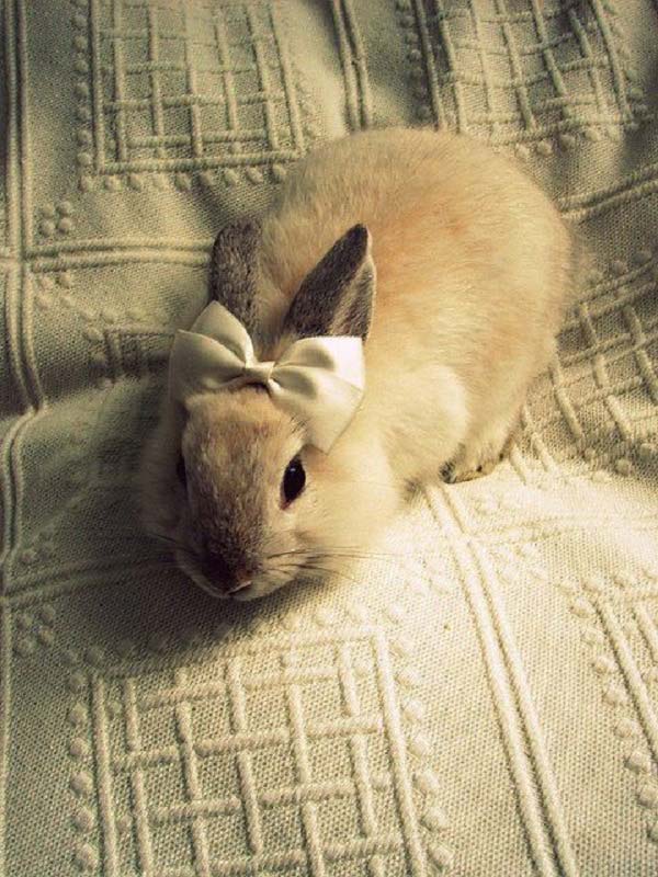 عکس فانتزی خرگوش با پاپیون