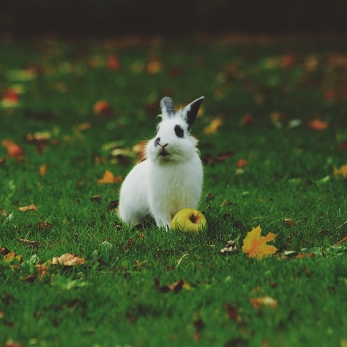 عکس پروفایل خرگوش در علفزار
