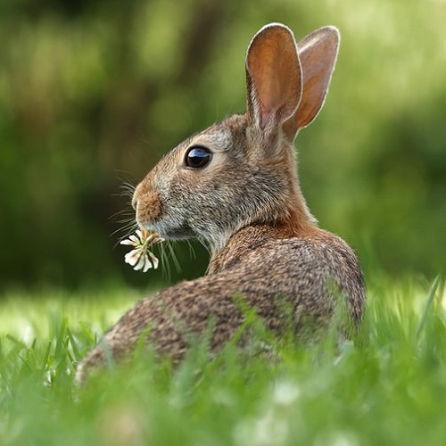 عکس خرگوشعکس خرگوش با گل در چمن