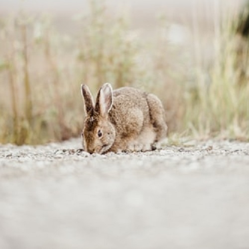 عکس پروفایل خرگوش قهوه ای 