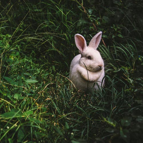عکس پروفایل خرگوش سفید در جنگل