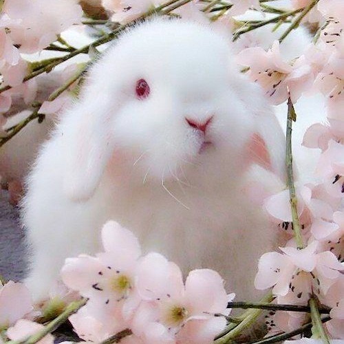 عکس فانتزی خرگوش ناز
