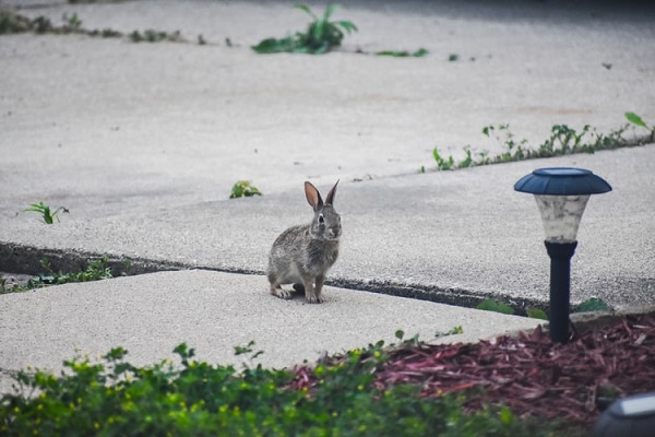 عکس خرگوش توسی در حیاط
