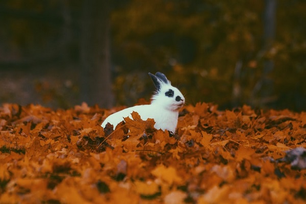 عکس خرگوش سفید در پاییز