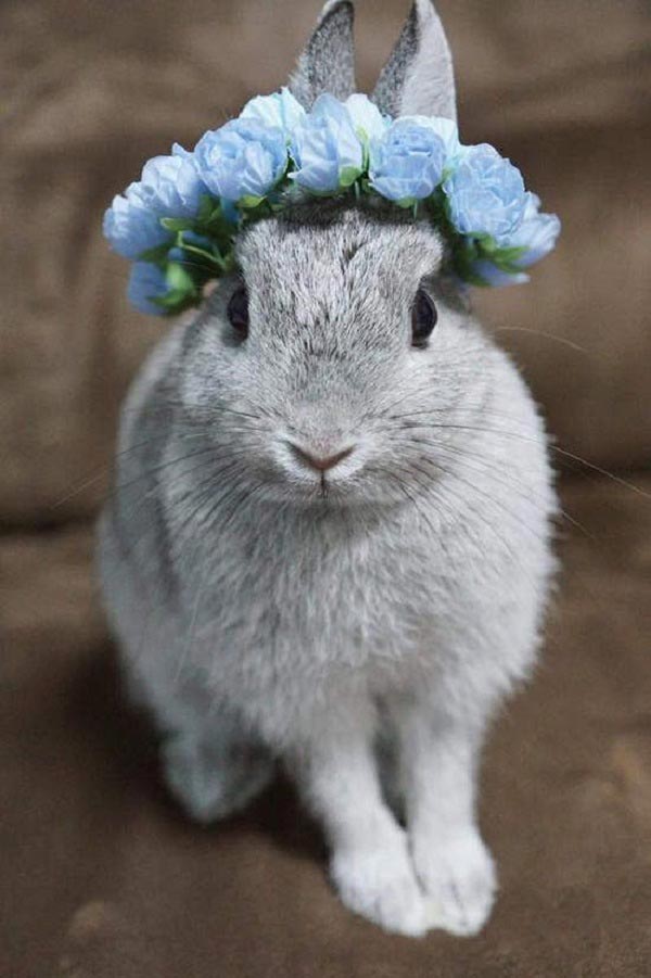 عکس فانتزی خرگوش با تاج گل آبی