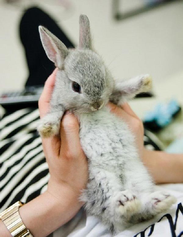عکس خرگوش فانتزی زیبا