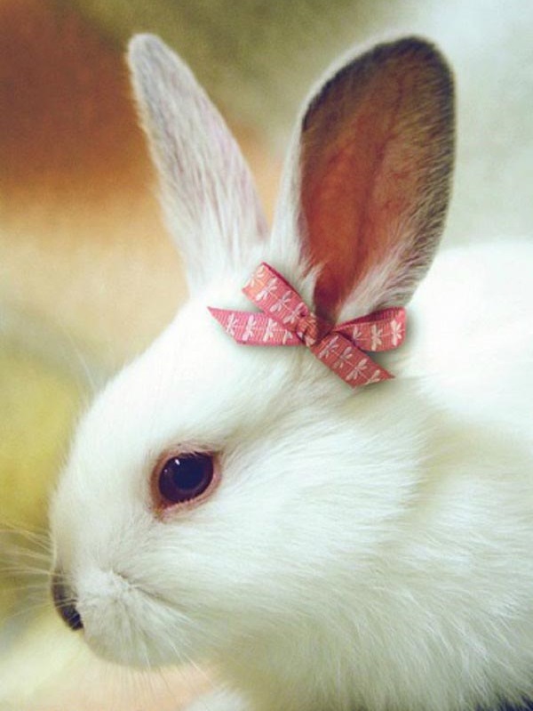 عکس فانتزی خرگوش پاپیون دار