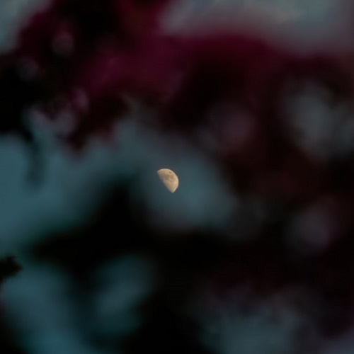 عکس ماه از لای درختان