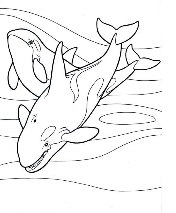 نقاشی نهنگ و کوسه