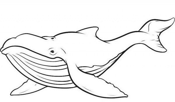 نقاشی نهنگ قاتل برای کودکان