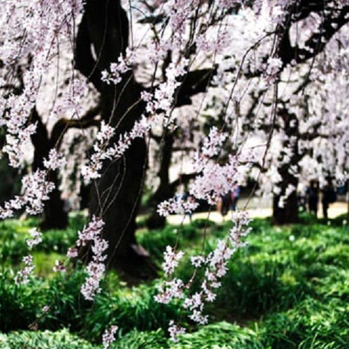 عکس درختان در بهار