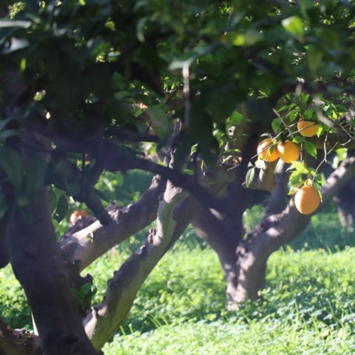 عکس پروفایل درخت زیبای لیمو 