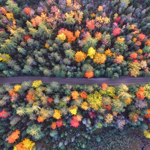 عکس درختان رنگارنگ پاییزی در دو طرف جاده