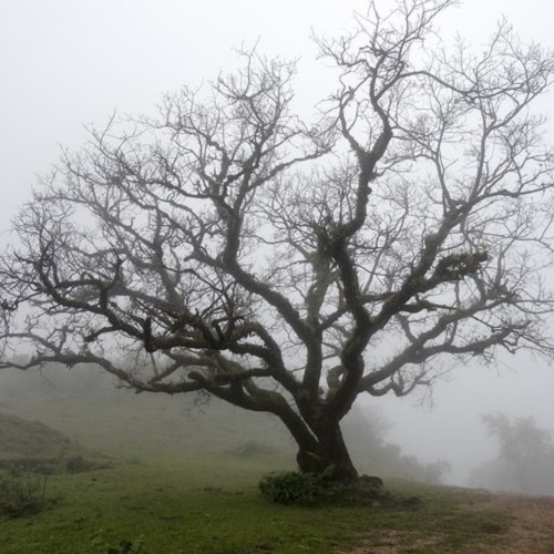 عکس پروفایل تک درخت در مه