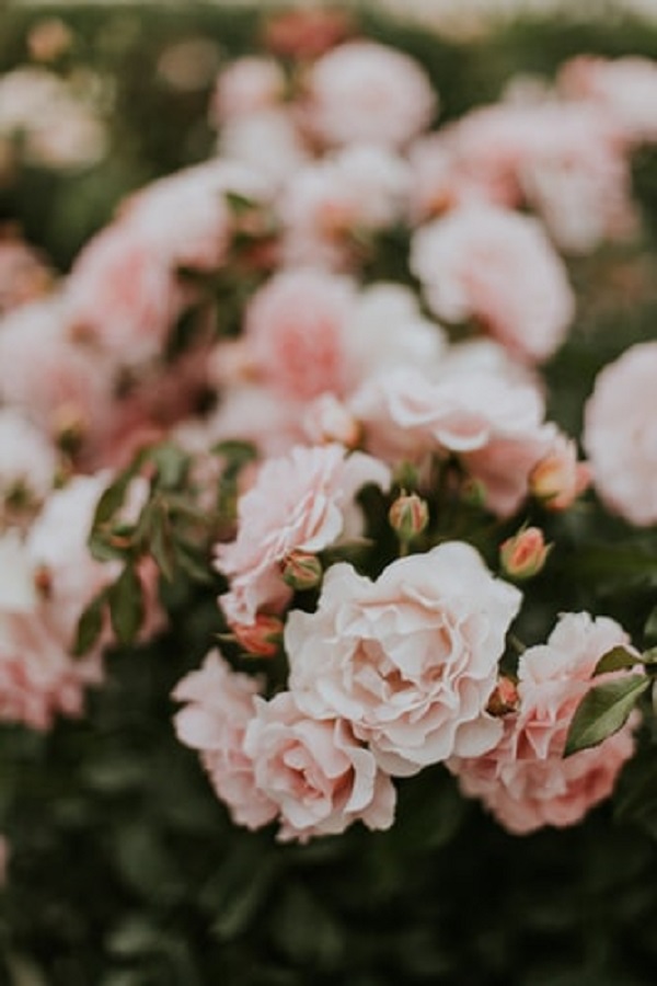 عکس گل محمدی سفید