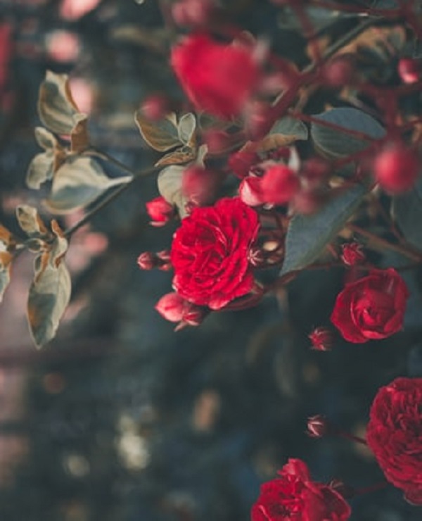 عکس گل محمدی قرمز