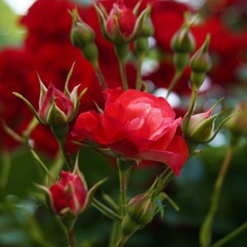 عکس گل محمدی قرمز جدید