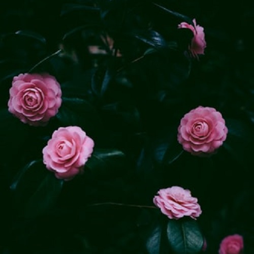 عکس گل زیبای محمدی