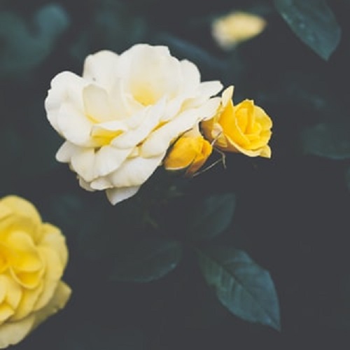 دانلود عکس گل محمدی زیبا
