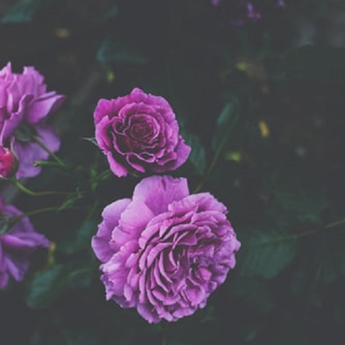 عکس گل های محمدی زیبا