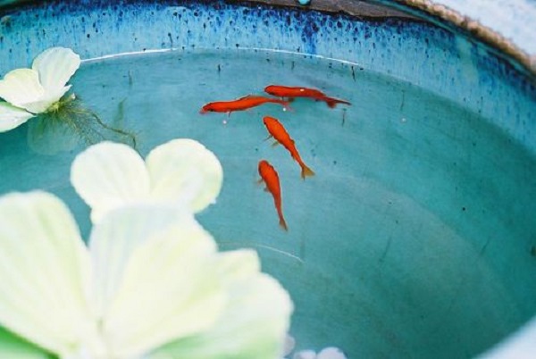 عکس ماهی قرمز در حوض