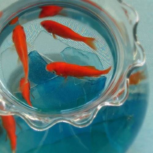 عکس پروفایل ماهی قرمز در تنگ