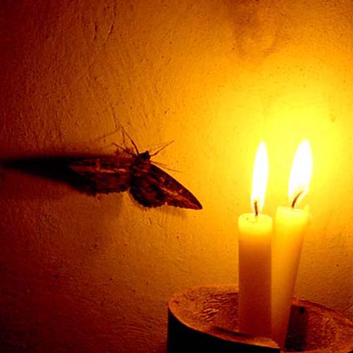 عکس عاشقانه شمع و پروانه