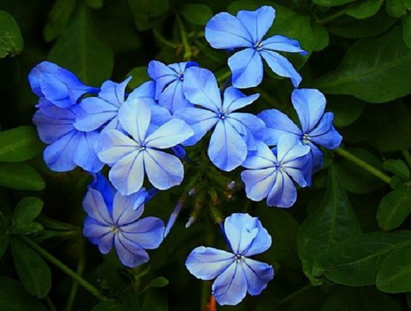 عکس گل یاس آبی