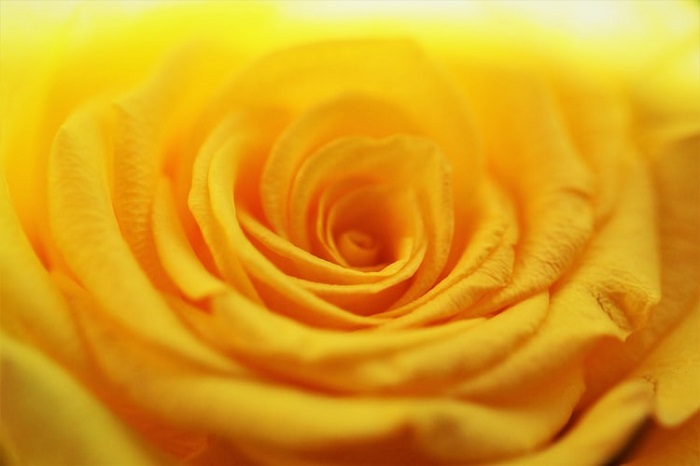 گاری گل رز زرد؛ زیبا‌ترین گل‌های رز زرد