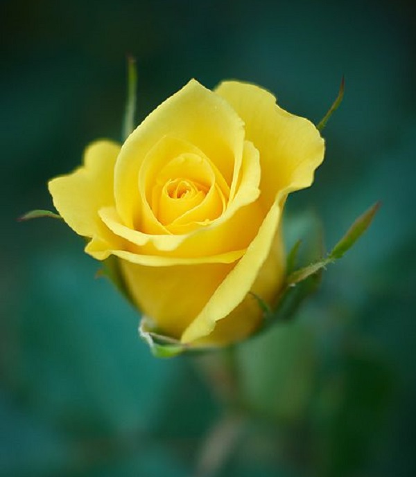 عکس گل رز زرد زیبا