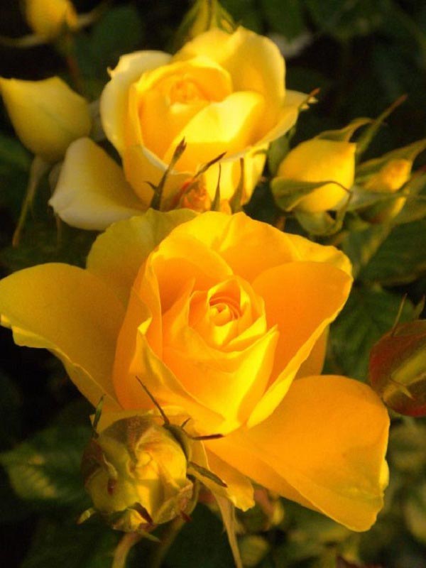 عکس گل رز زرد خوشگل