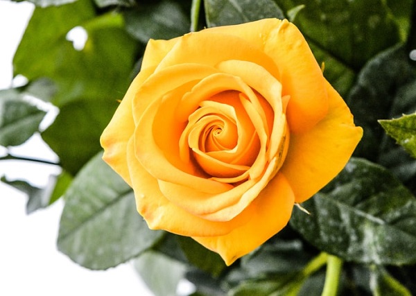 زیباترین عکس گل رز زرد