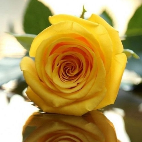 عکس گل رز زرد برای پروفایل