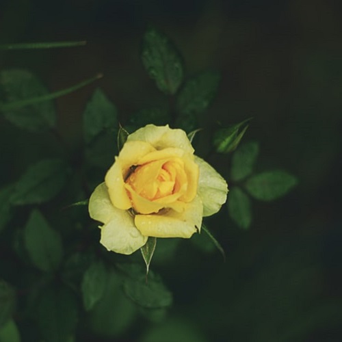 عکس زیبای گل رز زرد