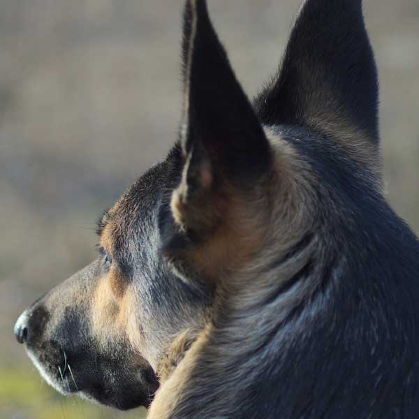 عکس سگ ژرمن گرگی، عکس سگ ژرمن گرگی