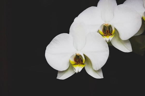 عکسهای گل ارکیده سفید