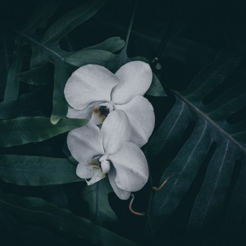 عکسهای گل ارکیده سفید
