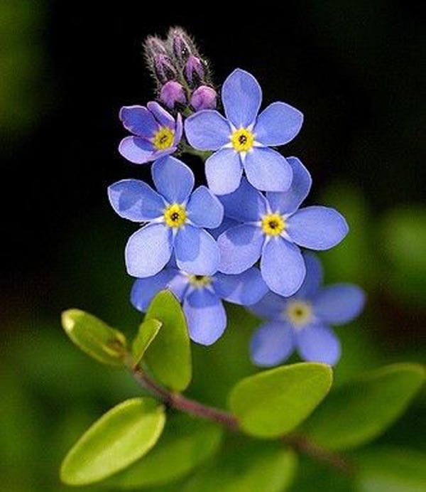 عکس گل پامچال آبی