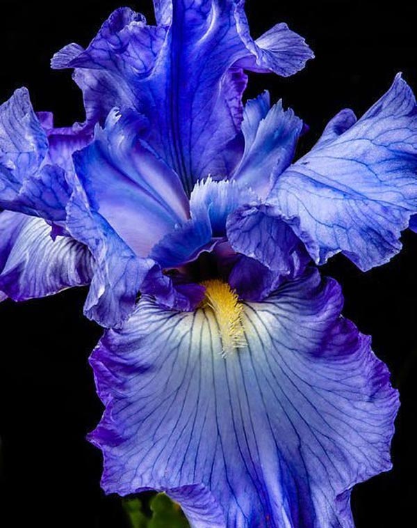 عکس گل زنبق آبی